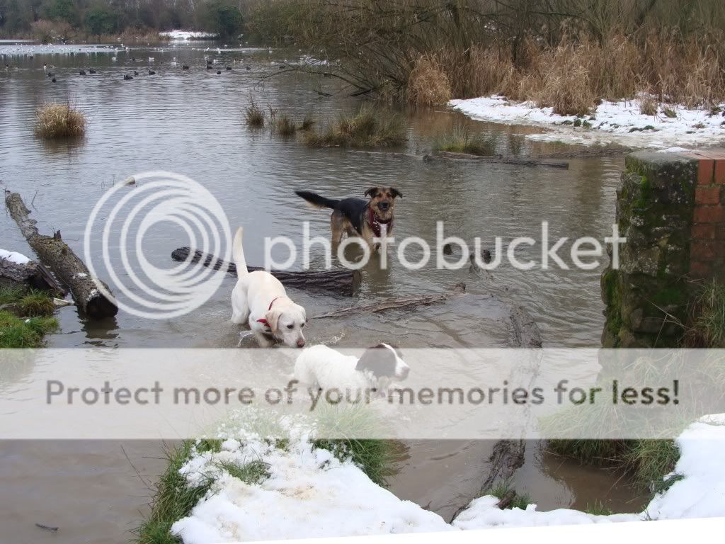 Mote Park Dog Walk - December Maidstone-2010-12-0530