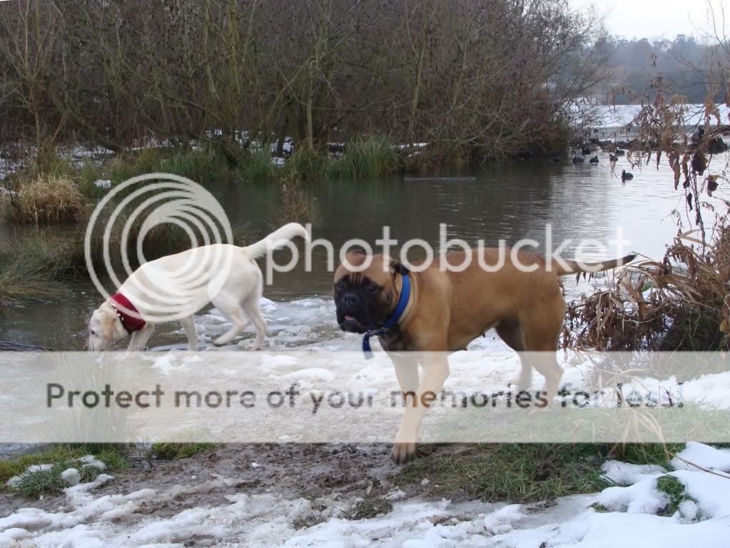 Mote Park Dog Walk - December Maidstone-2010-12-0535