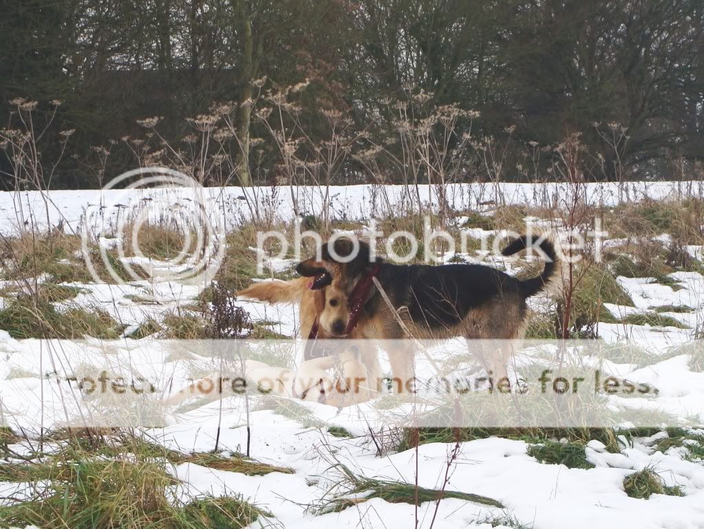 Mote Park Dog Walk - December Maidstone-2010-12-0545