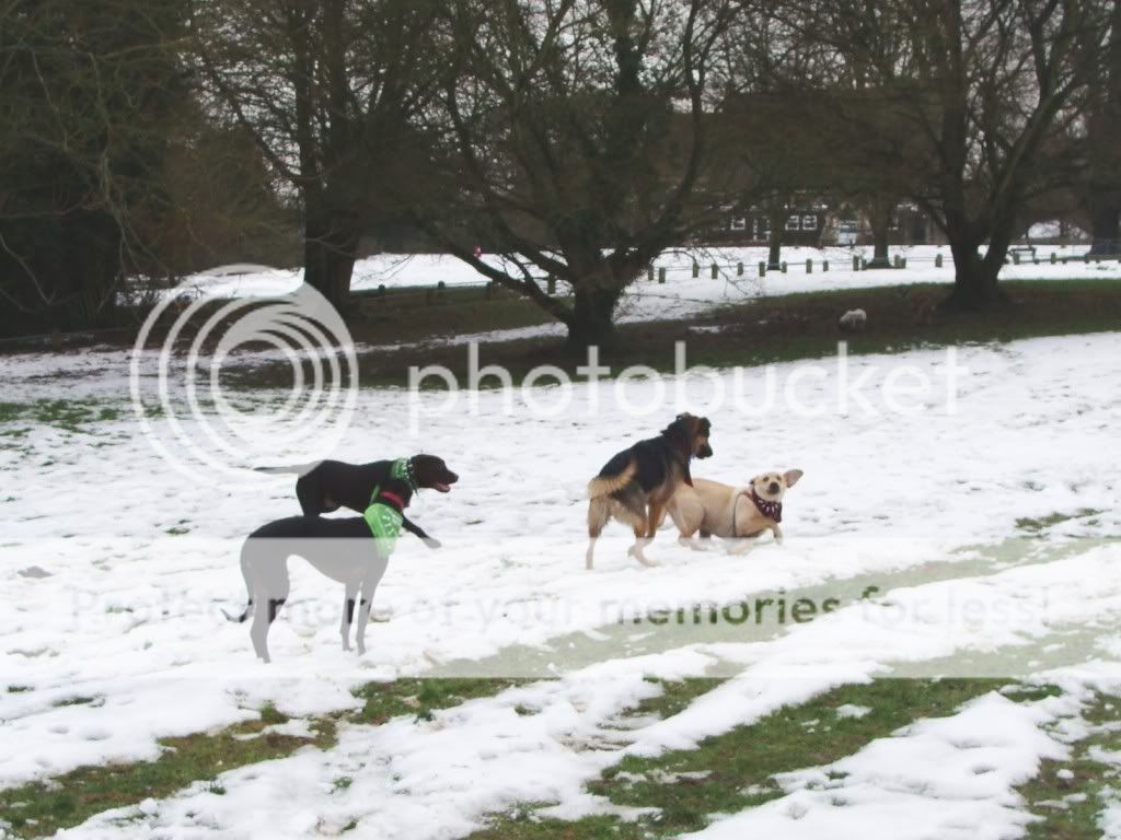 Mote Park Dog Walk - December Maidstone-2010-12-0546