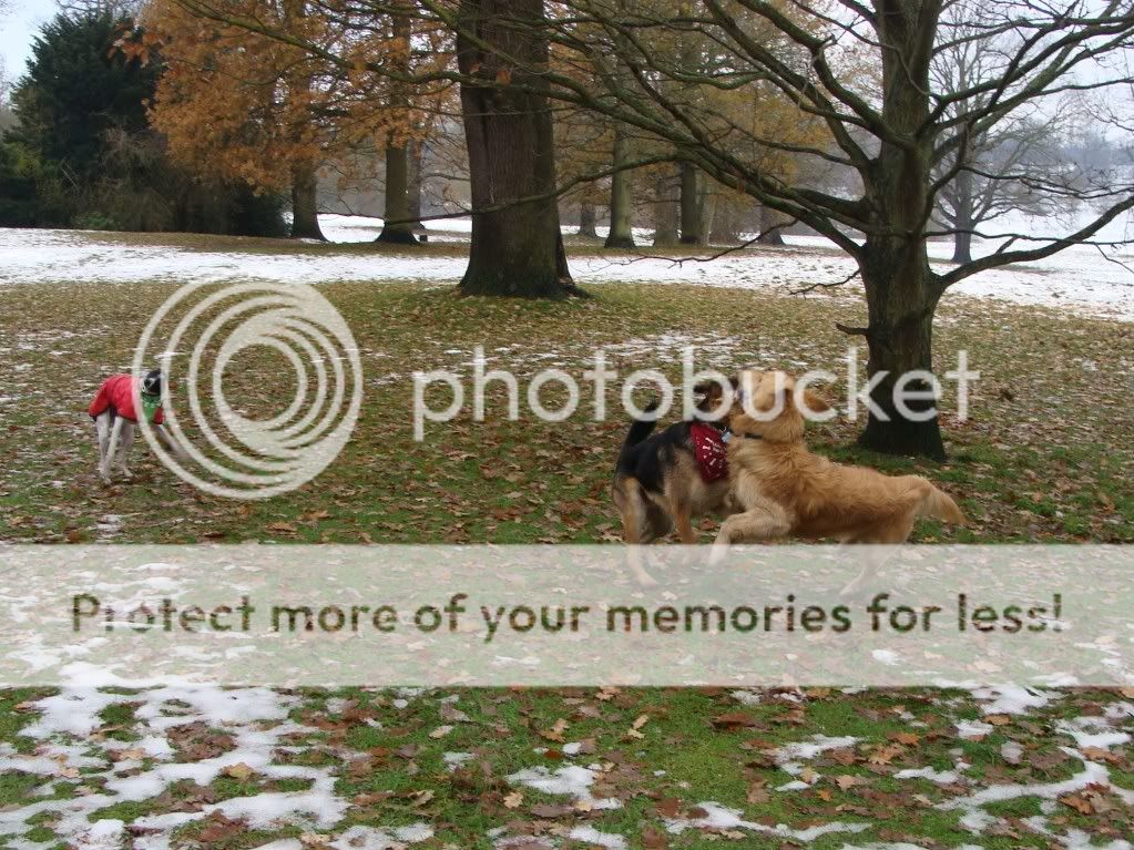 Mote Park Dog Walk - December Maidstone-2010-12-057