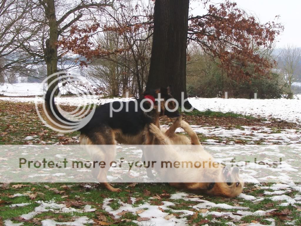 Mote Park Dog Walk - December Maidstone-2010-12-058