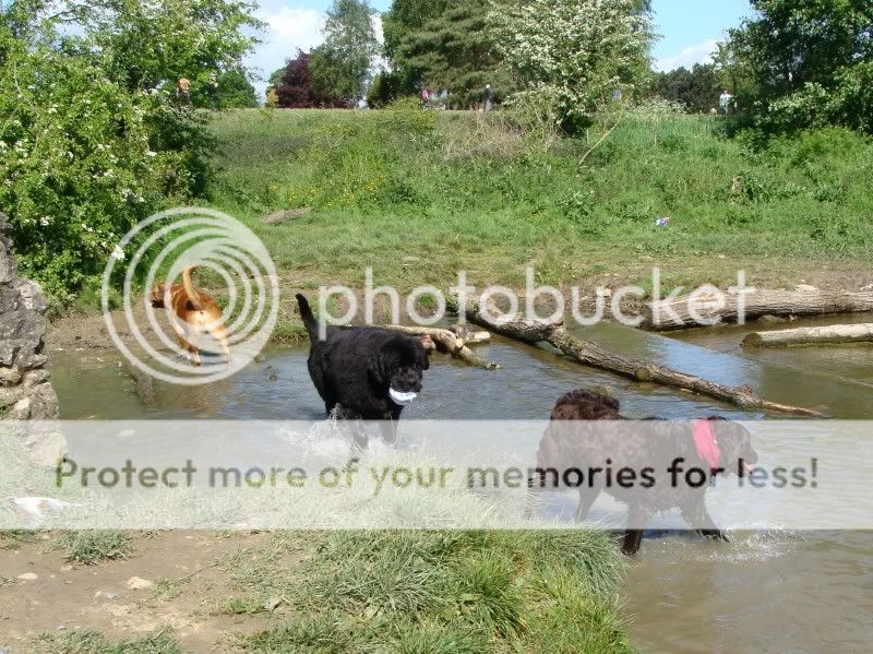 Mote Park Walk - Sunday 8th May 2011, 10 a.m. Maidstone-2011-05-0814