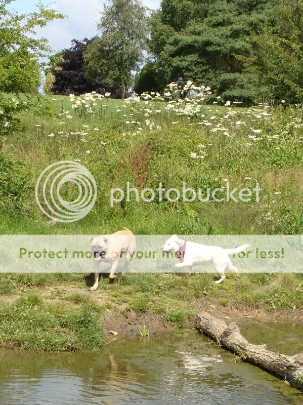 Mote Park Walk - Sunday 19th June 2011, 10 a.m. DSC09147