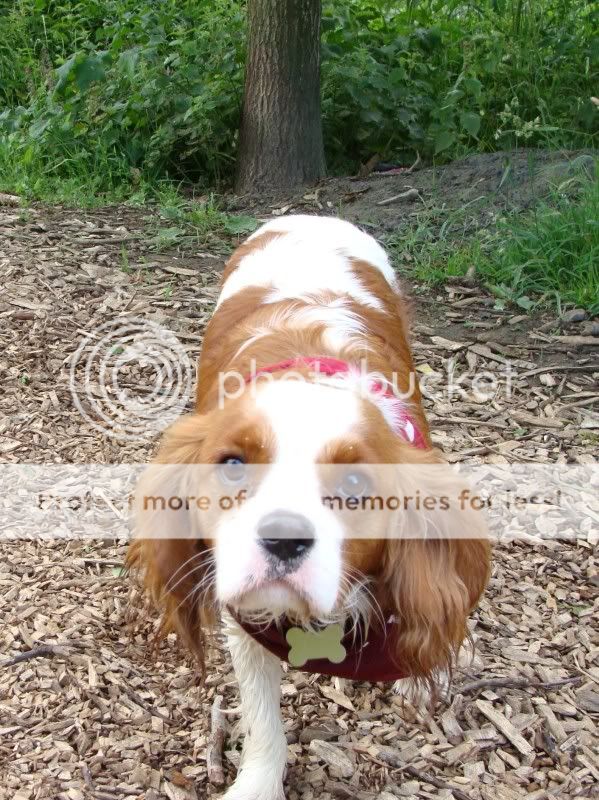 Mote Park Walk - Sunday 19th June 2011, 10 a.m. DSC09275