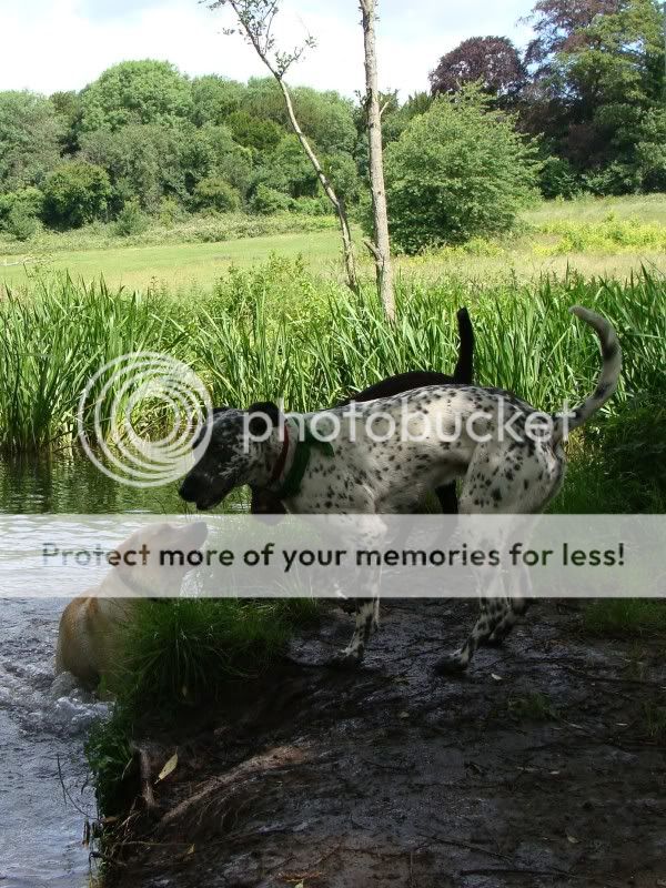 Mote Park Walk - Sunday 19th June 2011, 10 a.m. DSC09313