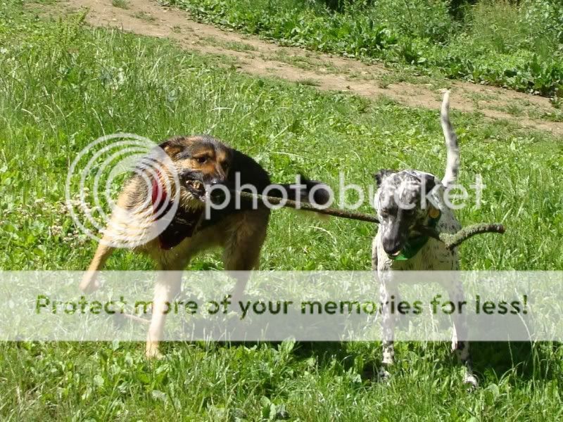 Mote Park Walk - Sunday 19th June 2011, 10 a.m. DSC09340