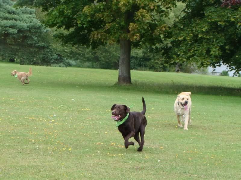 Mote Park Walk - Sunday 17 July 2011 - PHOTOS Maidstone-2011-07-1715