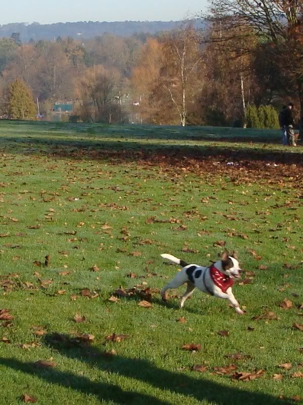 Mote Park Walk - Suday 20 November 2011 - PHOTOS Mote-2011-11-2024