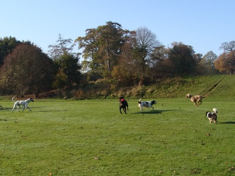 Mote Park Walk - Suday 20 November 2011 - PHOTOS Mote-2011-11-2025