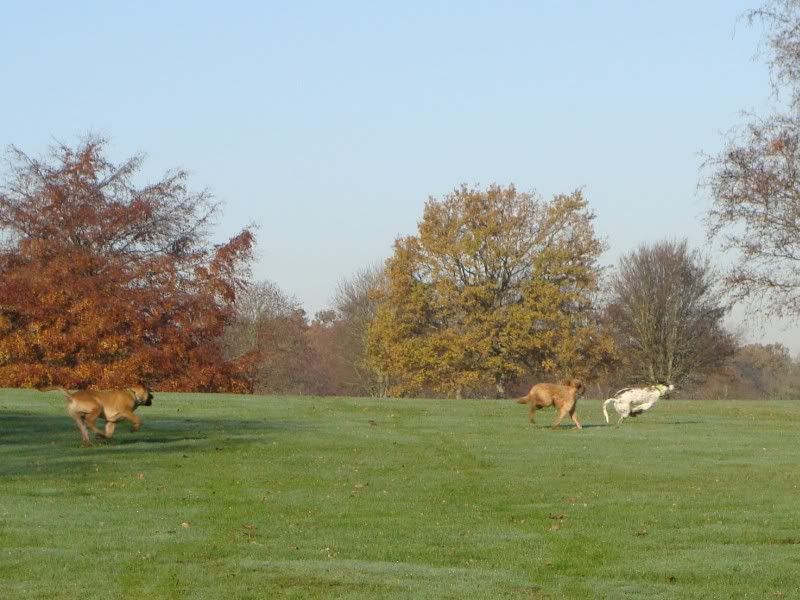 Mote Park Walk - Suday 20 November 2011 - PHOTOS Mote-2011-11-2032