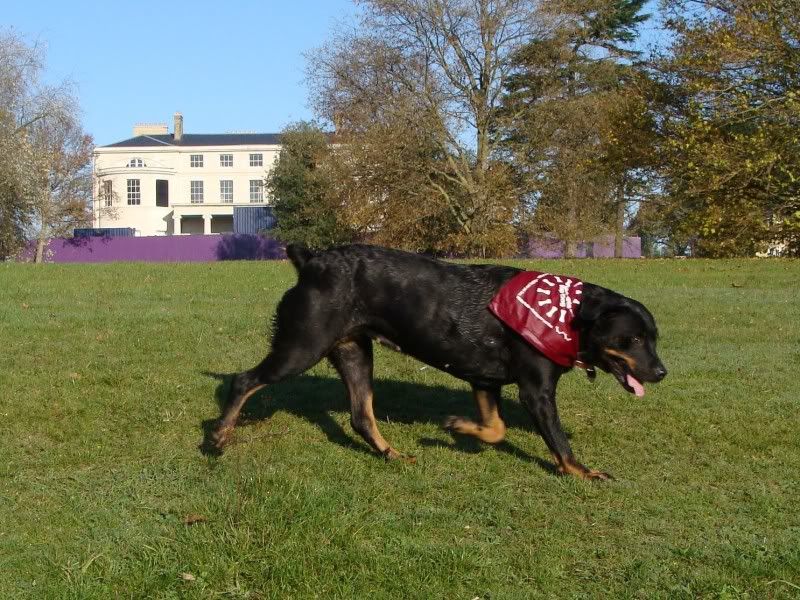 Mote Park Walk - Suday 20 November 2011 - PHOTOS Mote-2011-11-2058