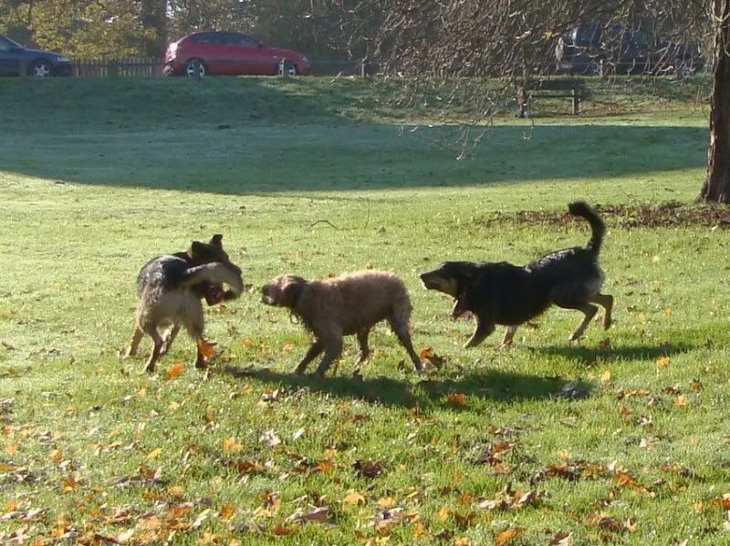 Mote Park Walk - Suday 20 November 2011 - PHOTOS Mote-2011-11-2067