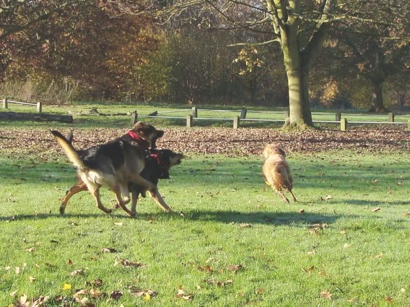 Mote Park Walk - Suday 20 November 2011 - PHOTOS Mote-2011-11-2069