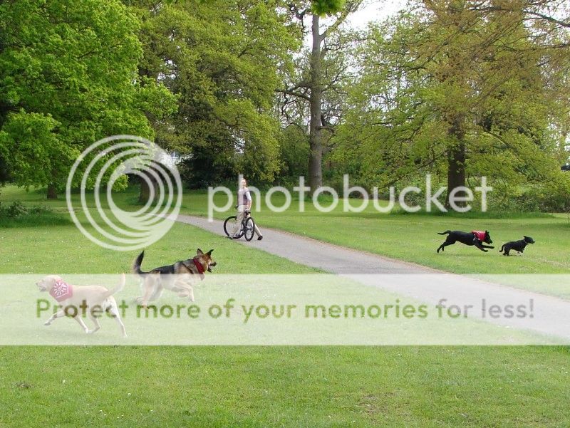 Mote Park Walk - 20 May 2012 - PHOTOS DSC05035