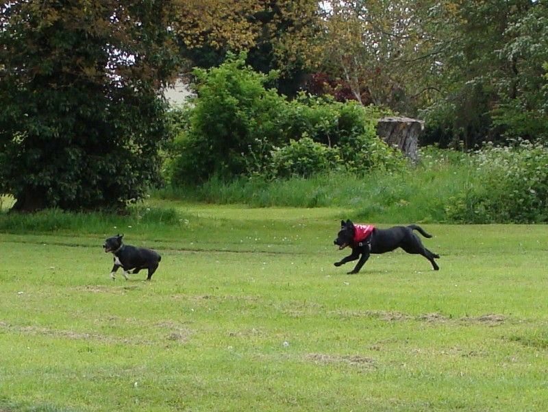 Mote Park Walk - 20 May 2012 - PHOTOS DSC05036