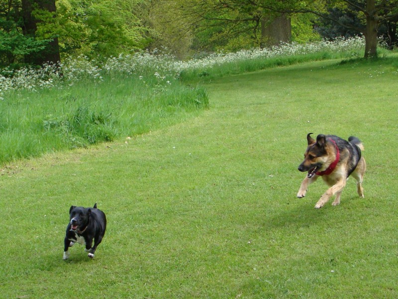 Mote Park Walk - 20 May 2012 - PHOTOS DSC05040