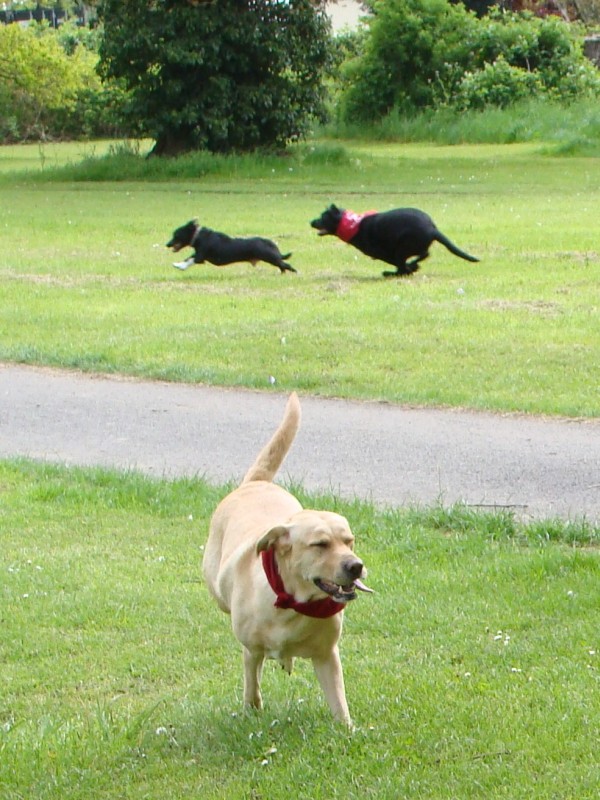 Mote Park Walk - 20 May 2012 - PHOTOS DSC05044