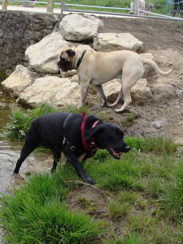 Mote Park Walk - 20 May 2012 - PHOTOS DSC05084