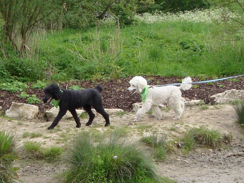 Mote Park Walk - 20 May 2012 - PHOTOS DSC05100