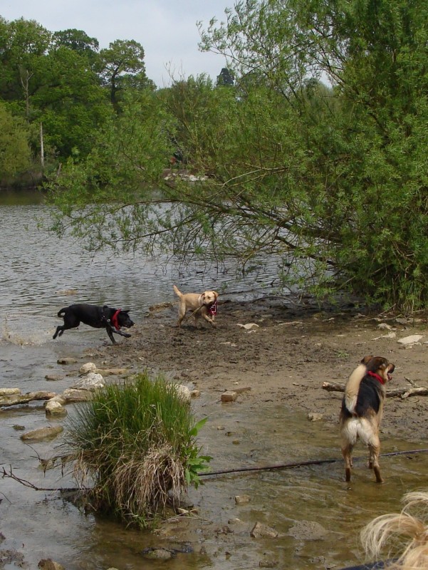 Mote Park Walk - 20 May 2012 - PHOTOS DSC05116