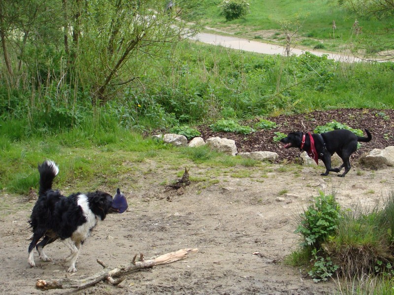 Mote Park Walk - 20 May 2012 - PHOTOS DSC05120