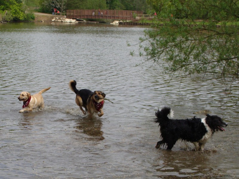 Mote Park Walk - 20 May 2012 - PHOTOS DSC05132