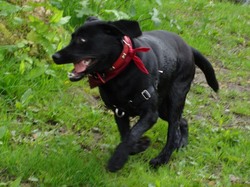 Mote Park Walk - 20 May 2012 - PHOTOS DSC05154