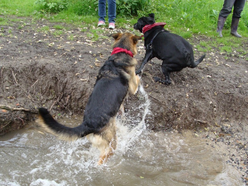 Mote Park Walk - 20 May 2012 - PHOTOS DSC05157