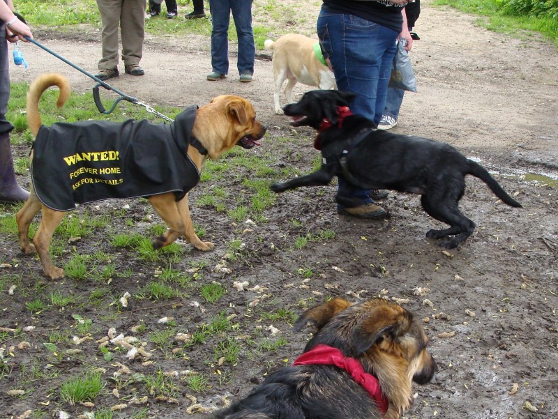 Mote Park Walk - 20 May 2012 - PHOTOS DSC05162