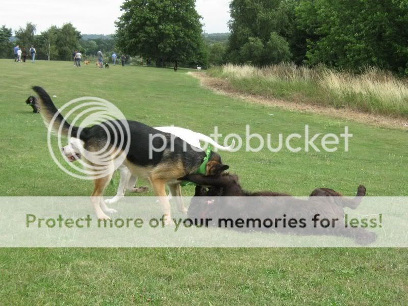 Mote Park Dog Walk - July Maidstone-2010-07-18-19