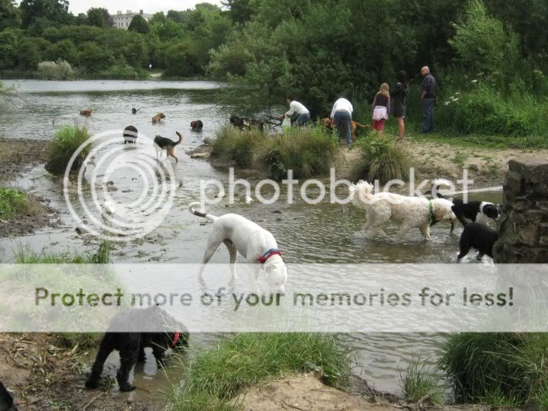 Mote Park Dog Walk - July Maidstone-2010-07-18-22