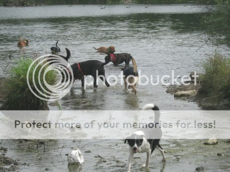 Mote Park Dog Walk - July Maidstone-2010-07-18-23