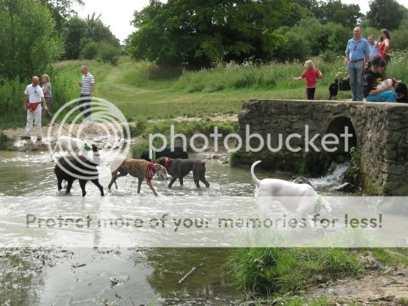 Mote Park Dog Walk - July Maidstone-2010-07-18-25