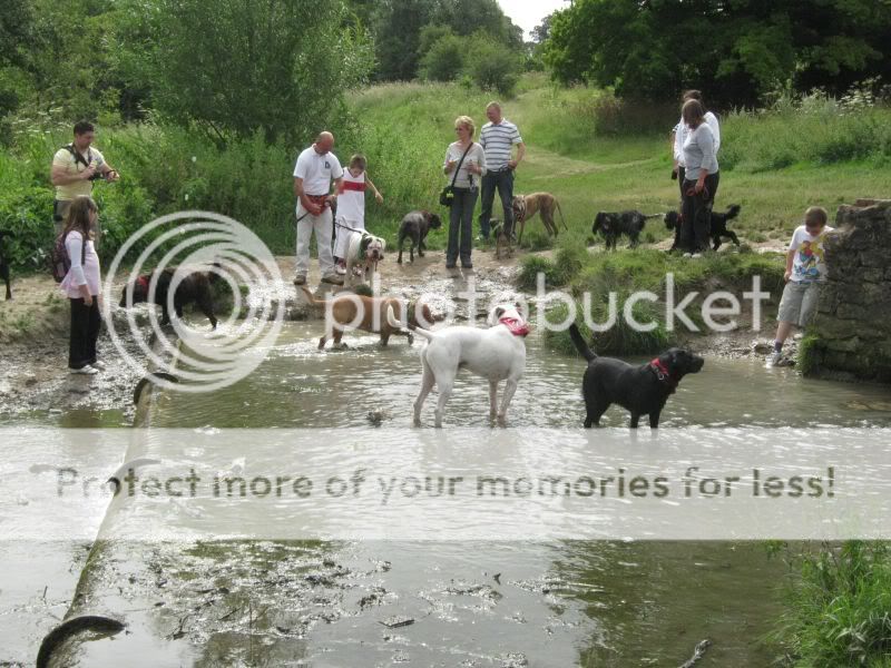 Mote Park Dog Walk - July Maidstone-2010-07-18-27