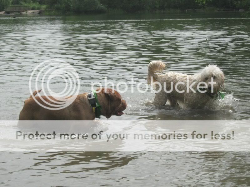 Mote Park Dog Walk - July Maidstone-2010-07-18-28