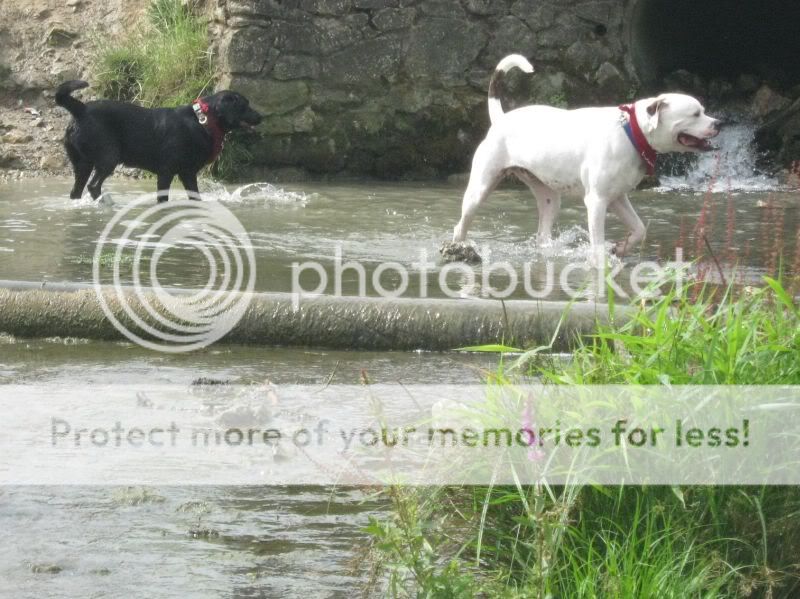 Mote Park Dog Walk - July Maidstone-2010-07-18-30