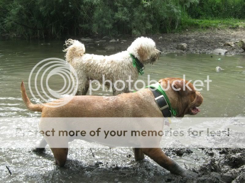 Mote Park Dog Walk - July Maidstone-2010-07-18-31