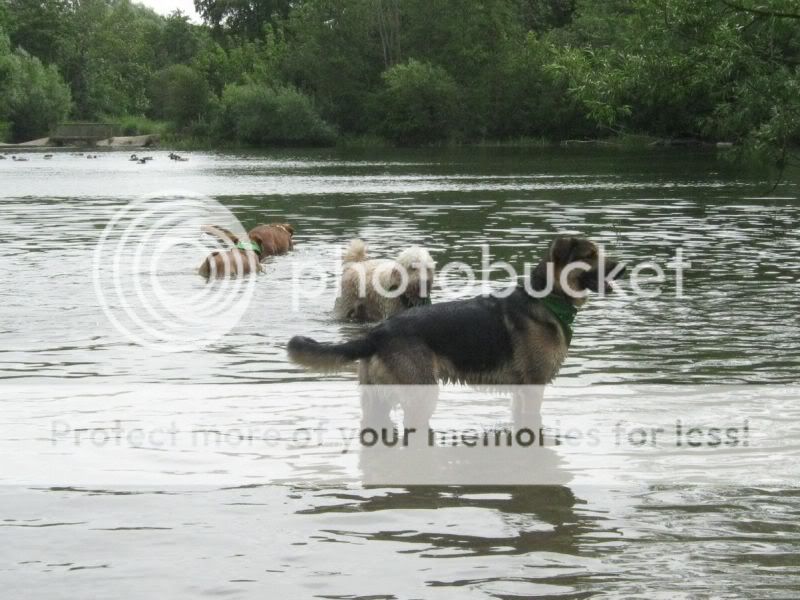 Mote Park Dog Walk - July Maidstone-2010-07-18-32