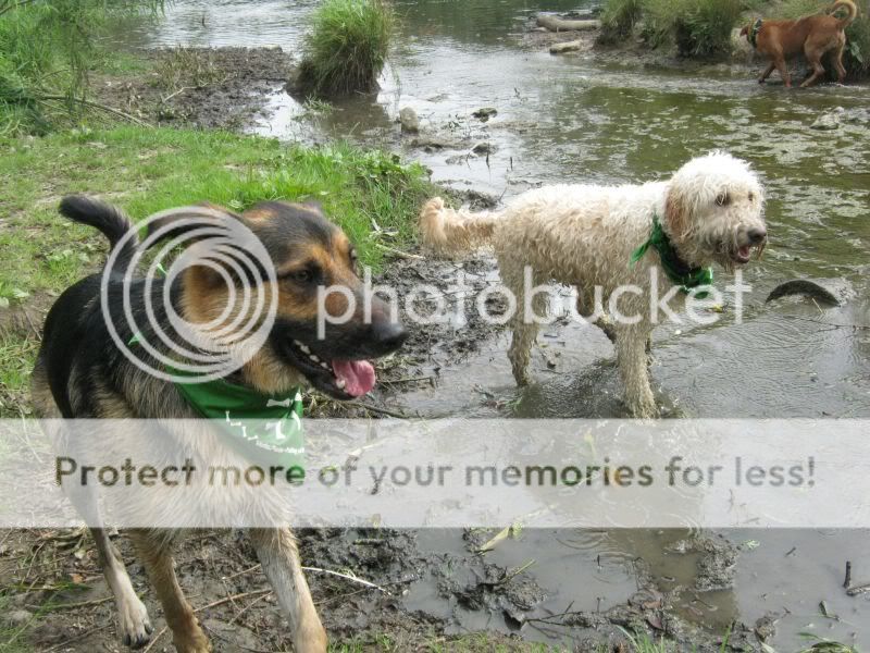 Mote Park Dog Walk - July Maidstone-2010-07-18-35