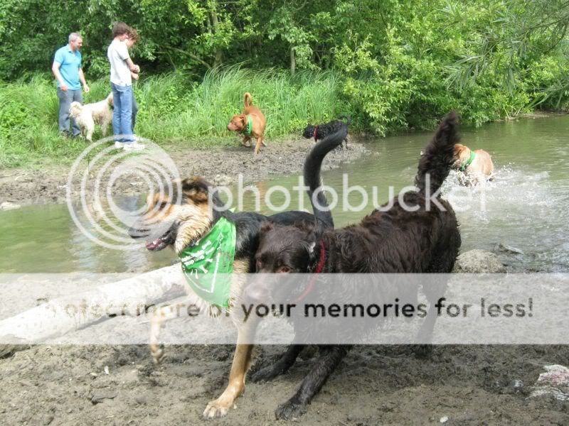 Mote Park Dog Walk - July Maidstone-2010-07-18-38