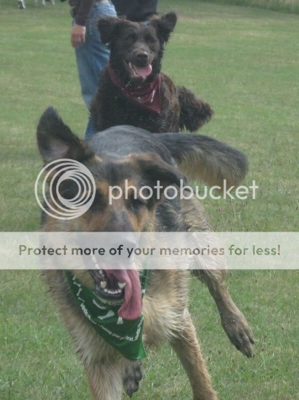 Mote Park Dog Walk - July Maidstone-2010-07-18-39