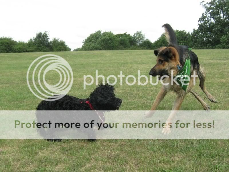 Mote Park Dog Walk - July Maidstone-2010-07-18-40