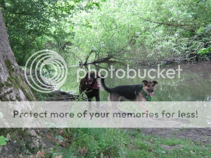 Mote Park Dog Walk - July Maidstone-2010-07-18-41