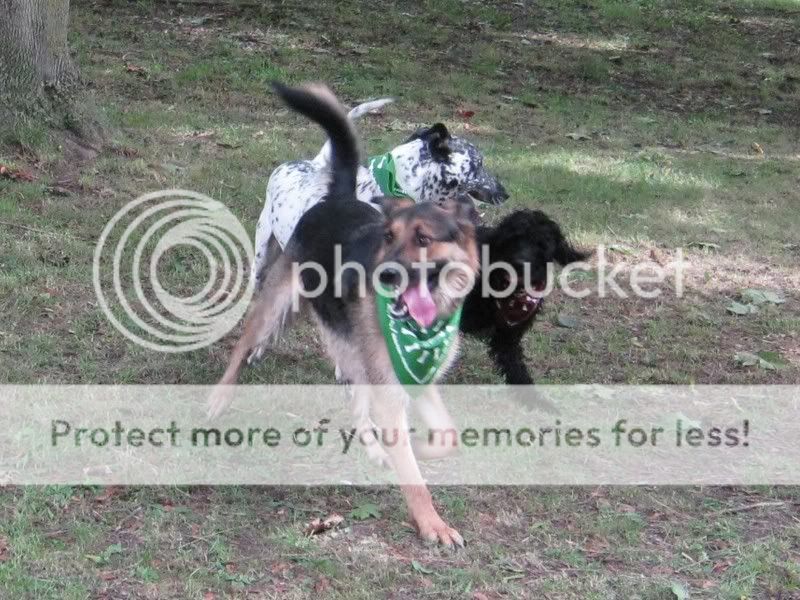 Mote Park Dog Walk - August Maidstone-2010-08-15-35