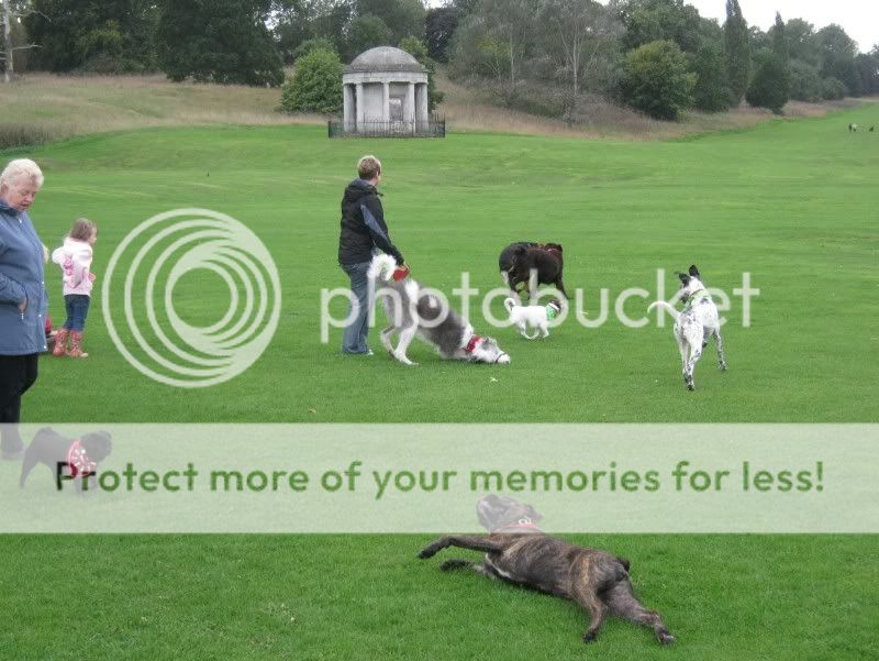 Mote Park Dog Walk - September Maidstone-2010-09-26-15