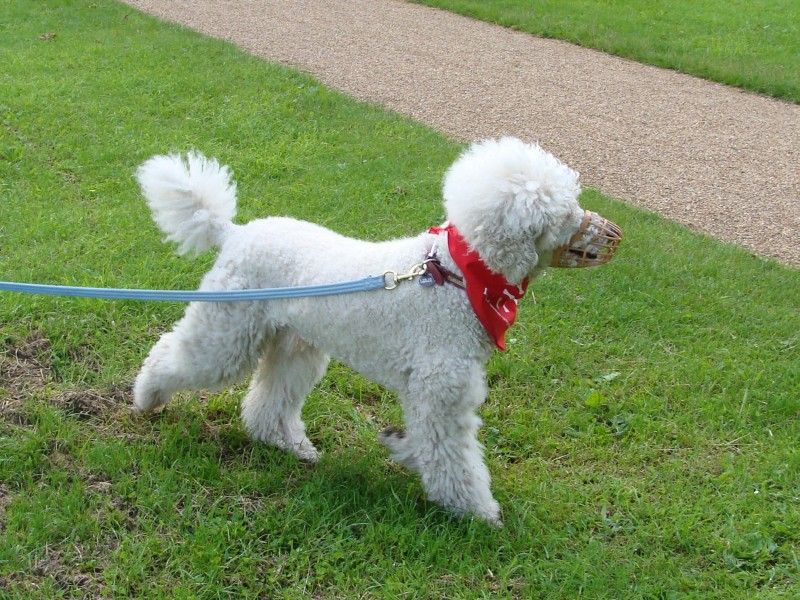 Mote Park Walk - 15 July 2012 - PHOTOS DSC05847