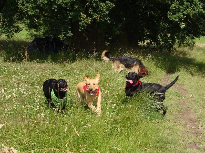 Mote Park Walk - 15 July 2012 - PHOTOS DSC05860