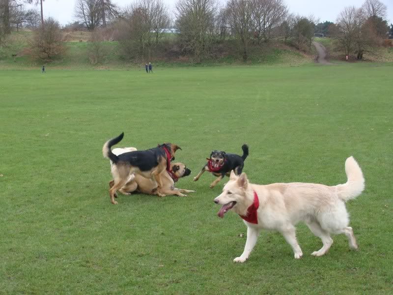 Mote Park Walk - Sunday 13th Feb 2011, 10 a.m.  Maidstone-2011-02-1315