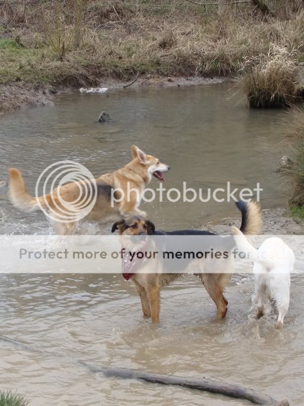 Mote Park Walk - Sunday 13th Feb 2011, 10 a.m.  Maidstone-2011-02-1329